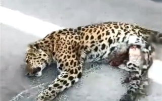 宁夏一公路旁发现野生华北豹尸体：国家一级保护动物、极其珍贵