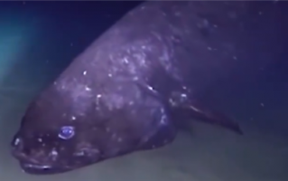 罕见！日本发现超2.5米长巨型深海鱼：全身深蓝紫色