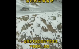 一级保护动物新疆雪豹夜闯滑雪场 当地负责人回应称第一次见：专家分析原因