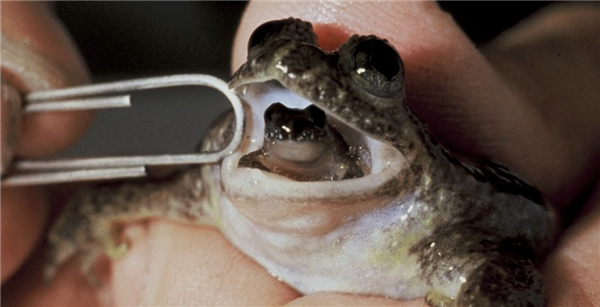 最奇特的青蛙：把卵吞到胃里 幼蛙孵化后再吐出来-第3张图片-9158手机教程网