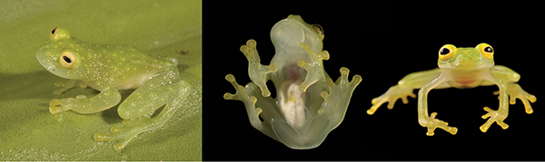 最奇特的青蛙：把卵吞到胃里 幼蛙孵化后再吐出来-第7张图片-9158手机教程网