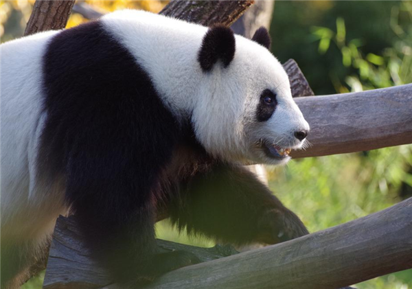 全球最长寿雄性大熊猫安安离世 相当于人类105岁-第1张图片-9158手机教程网