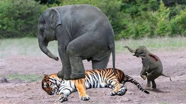 300多公斤的东北虎 能吃掉7吨的成年大象吗？-第2张图片-9158手机教程网