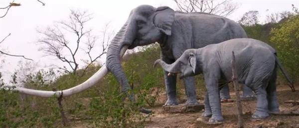 300多公斤的东北虎 能吃掉7吨的成年大象吗？-第4张图片-9158手机教程网