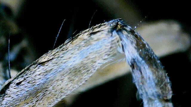 疯狂科学家用针筒、胶水“复活”死亡蜘蛛：化身僵尸机器人-第16张图片-9158手机教程网