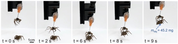疯狂科学家用针筒、胶水“复活”死亡蜘蛛：化身僵尸机器人-第13张图片-9158手机教程网