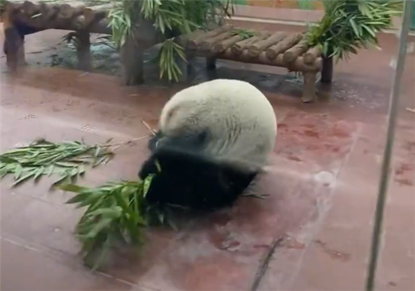 门票值了！大熊猫看到游客后展示“才艺”：抱着竹子连续翻跟头-第1张图片-9158手机教程网