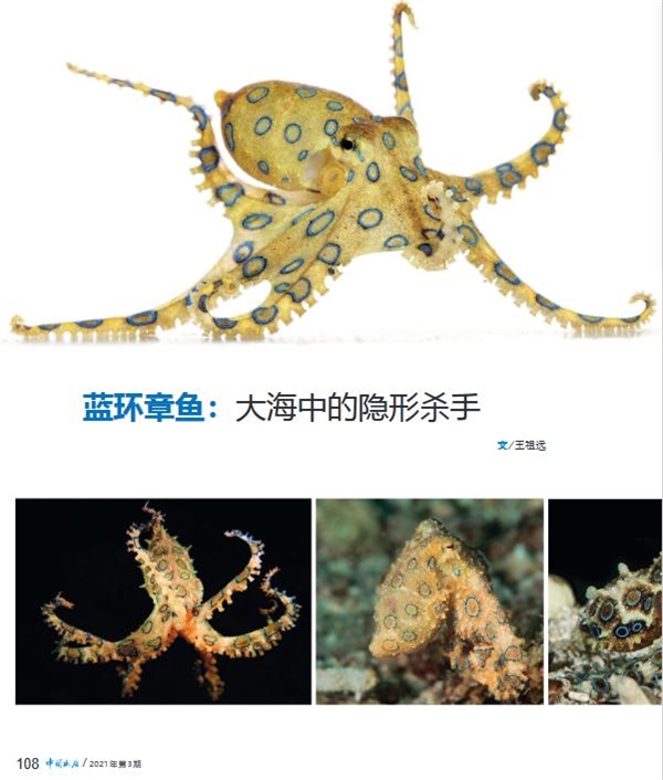蓝环章鱼居然出现在火锅店！毒性是眼镜蛇的50倍、氰化钾的850倍-第2张图片-9158手机教程网