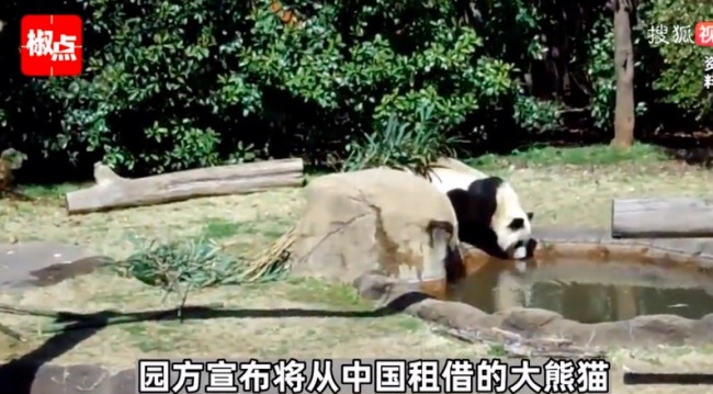 旅美大熊猫去世中美将联合调查死因 爱吃苹果喜欢嬉戏的她没了-第3张图片-9158手机教程网