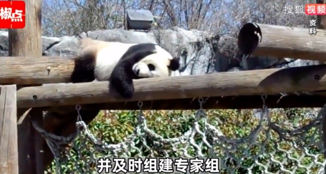 旅美大熊猫去世中美将联合调查死因 爱吃苹果喜欢嬉戏的她没了-第4张图片-9158手机教程网