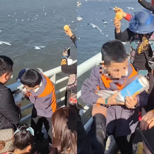 父母帮男孩抓海鸥塞瓶子后续来了 监护人被罚两千-第1张图片-9158手机教程网