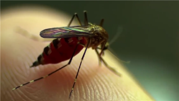 新型合成皮肤面世：有望解开蚊子传播致命疾病之谜-第1张图片-9158手机教程网